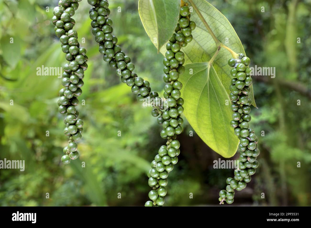 Poivre noir (Piper nigrum) poivre vert, fruits non mûrs, Trivandrum, district de Thiruvananthapuram, Kerala, Inde Banque D'Images