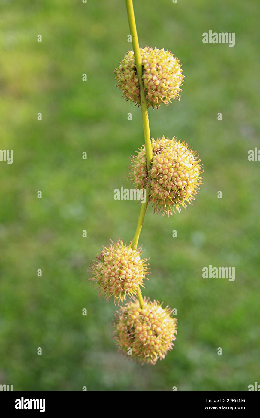 London plane (Platanus x hispanica) gros plan des fruits, dans le jardin, Suffolk, Angleterre, Royaume-Uni Banque D'Images