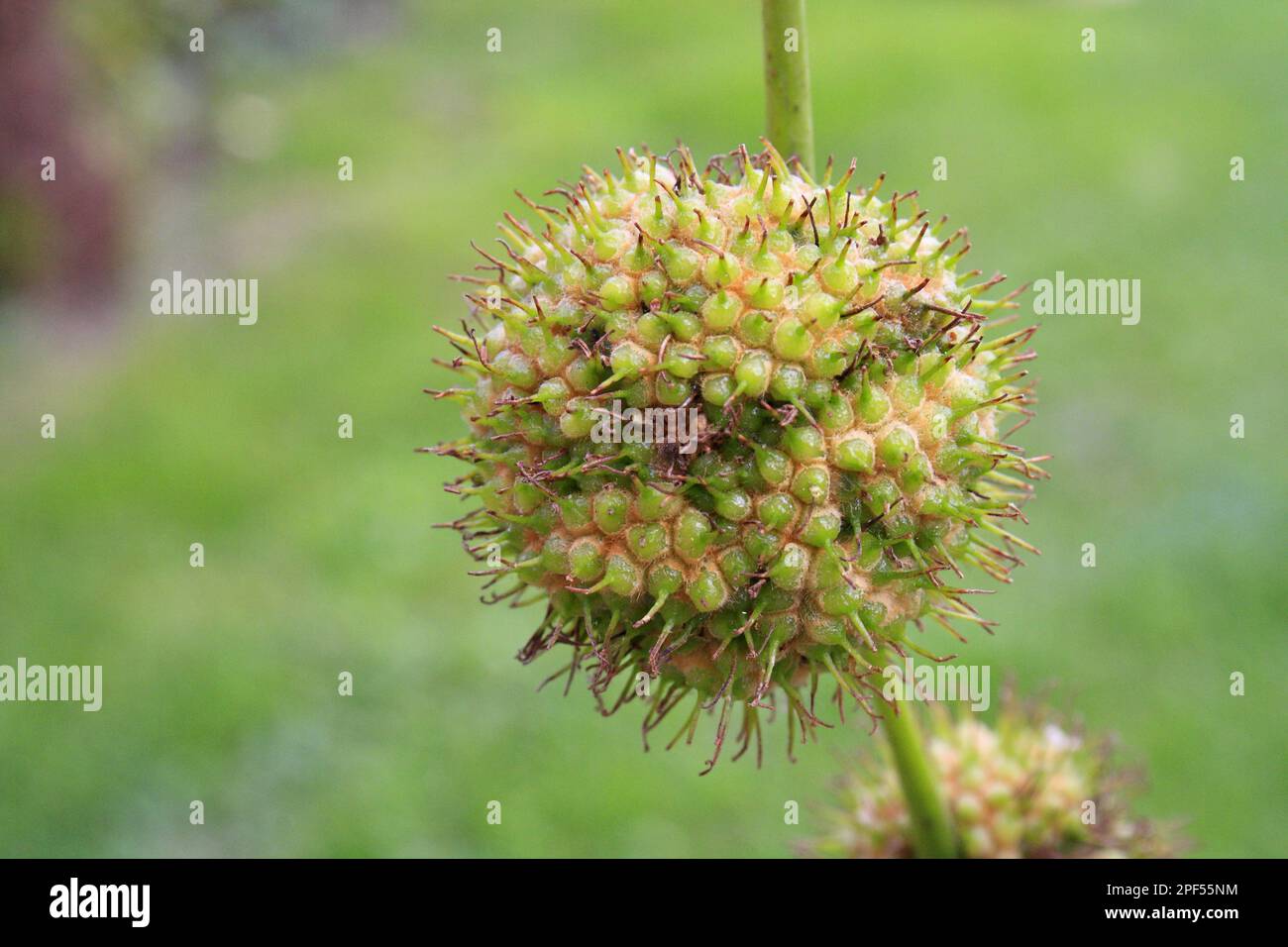 London plane (Platanus x hispanica) gros plan des fruits, dans le jardin, Suffolk, Angleterre, Royaume-Uni Banque D'Images