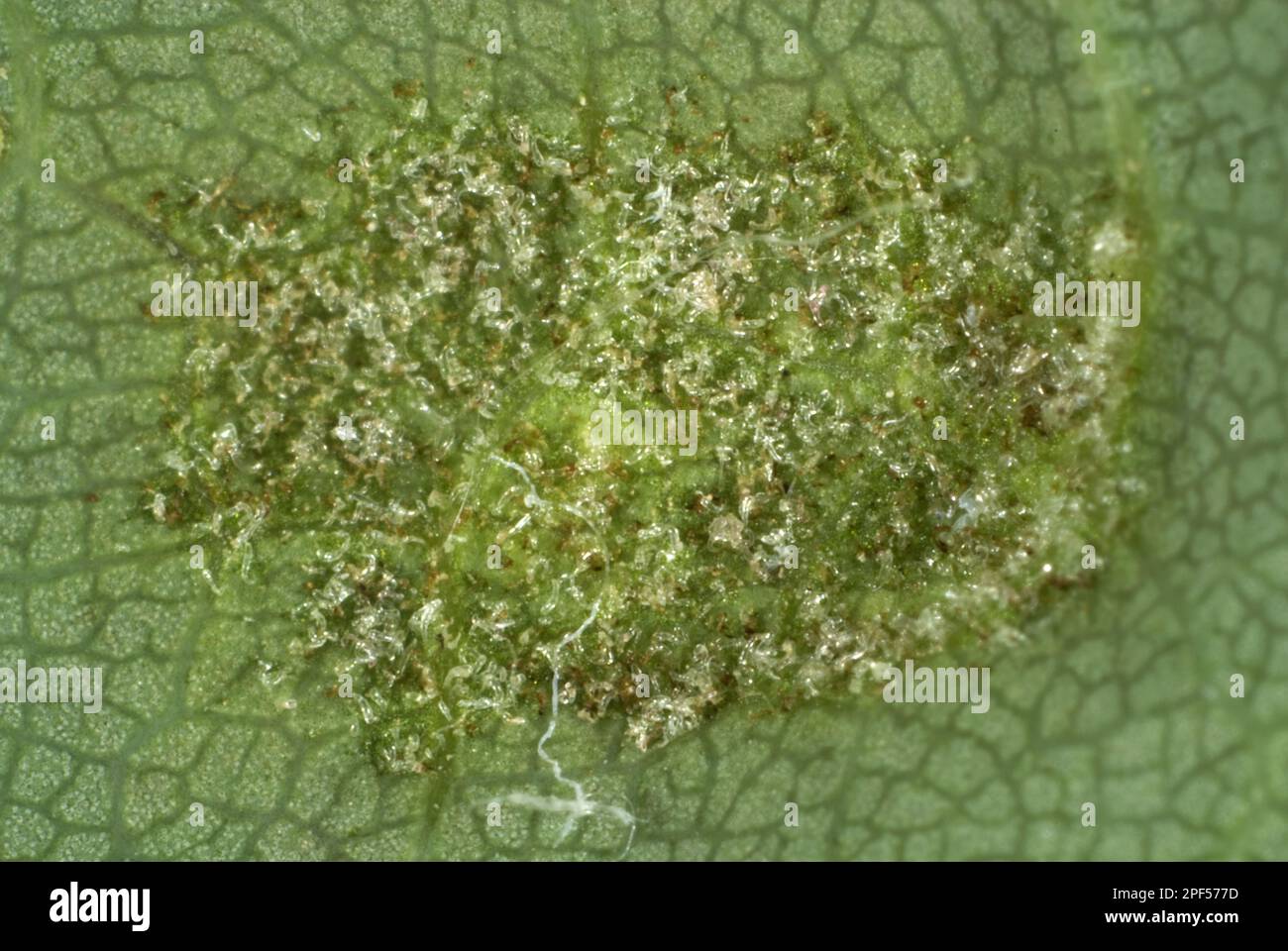 Colonie d'acariens gall, Aceria pseudoplatani, sur la face inférieure d'une feuille de platane Banque D'Images