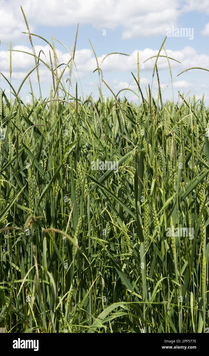 Herbe de prairie noire, Alopecurus myosuroides, lames d'herbe à fleurs dans la récolte de blé dans l'oreille précoce, Berkshire, Angleterre, Royaume-Uni Banque D'Images