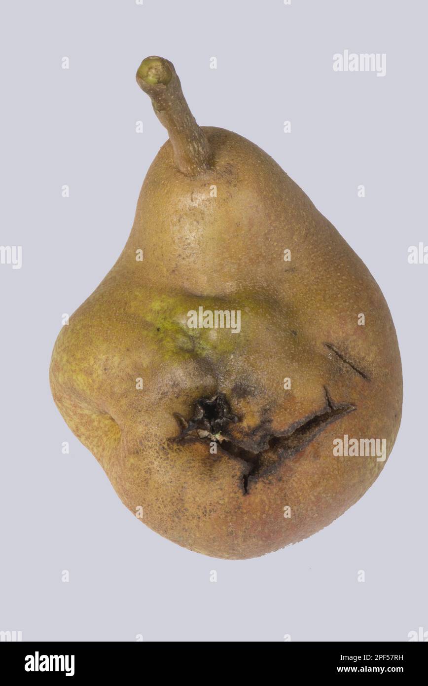 Difformité des fruits sur la poire Doyenne du Comice causée par le virus de la pierre de poire, PSPV Banque D'Images