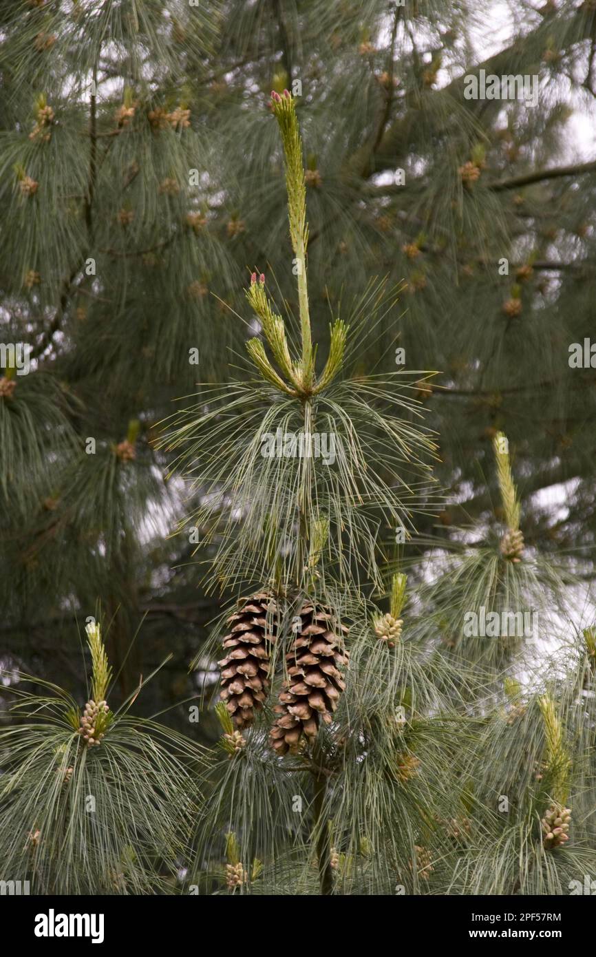 Vieux cônes et feuilles du PIN du Bhoutan (Pinus) wallichiana Banque D'Images