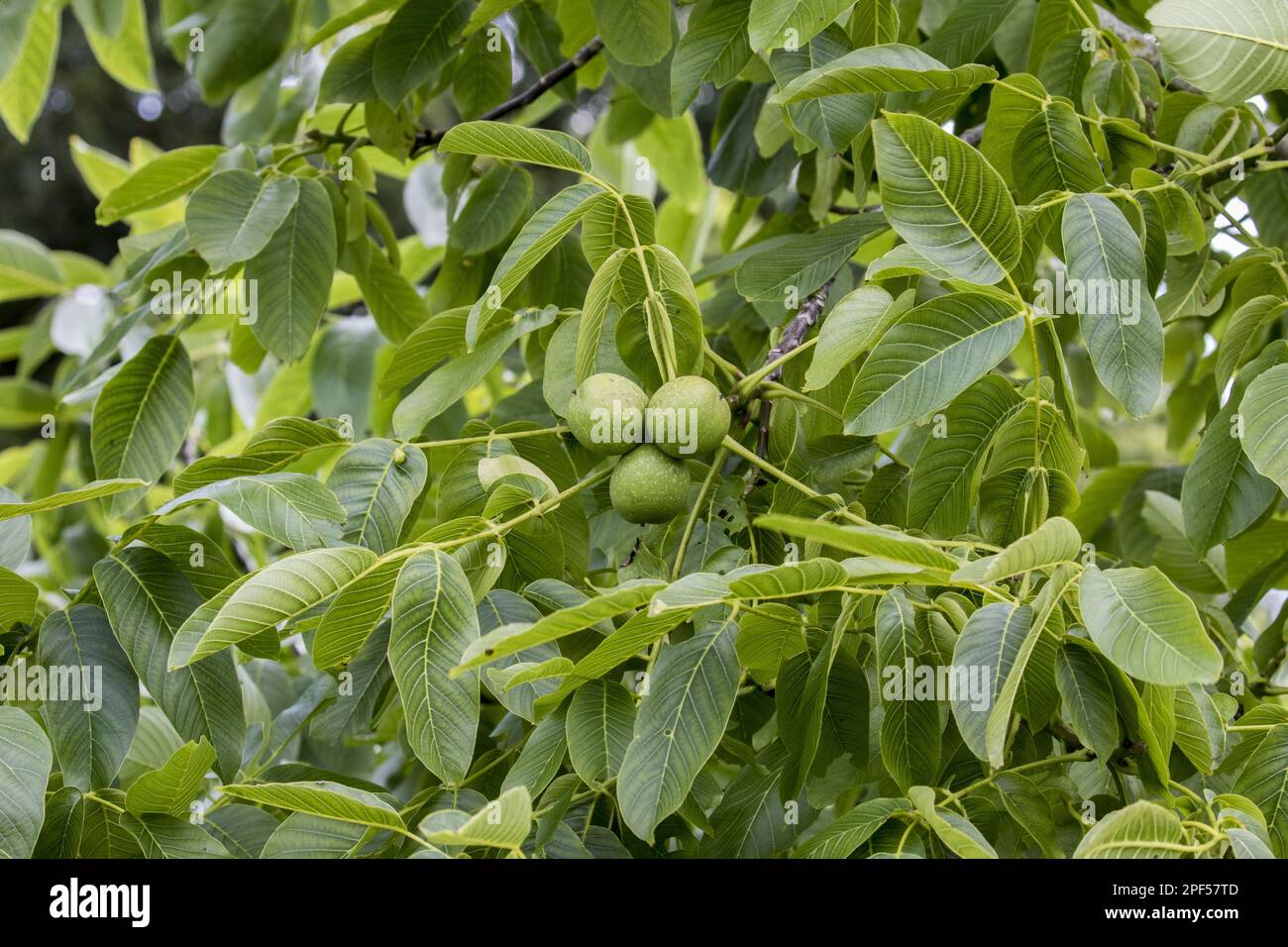 Noyer noir, noyer noir de l'est (Juglans nigra), famille des noix, branche feuillue de noyer noir avec fruits Banque D'Images