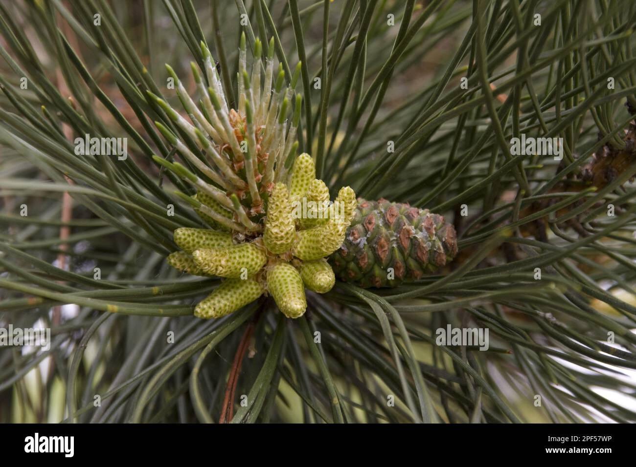 Nouveau cône du pin corse (Pinus nigra) laricio Banque D'Images