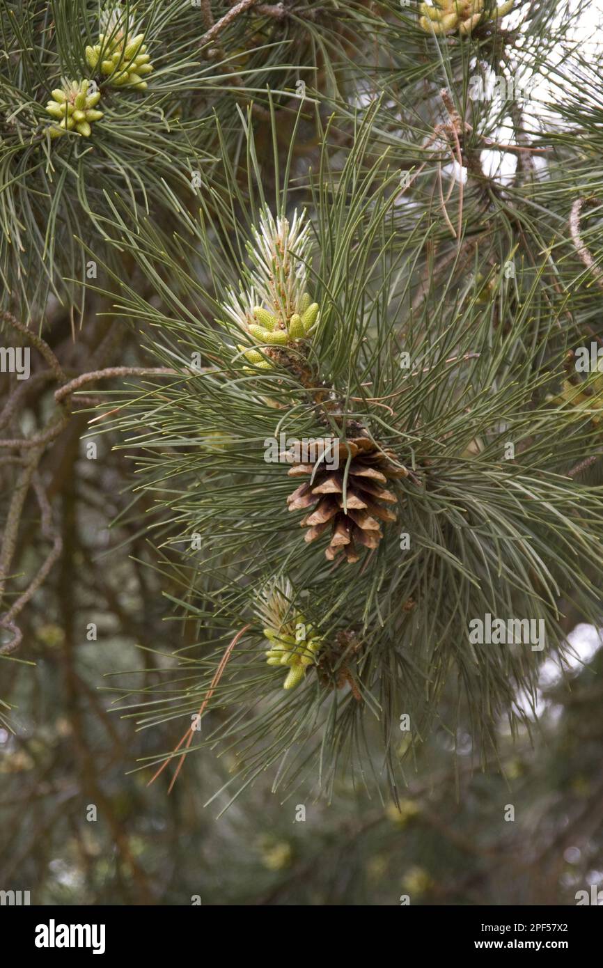 Vieux cône et bourgeons du pin corse (Pinus nigra) laricio Banque D'Images