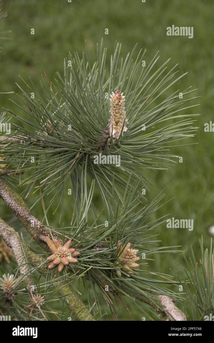 Bourgeons et feuilles de pin autrichien (pinus nigra) ssp nigra Banque D'Images