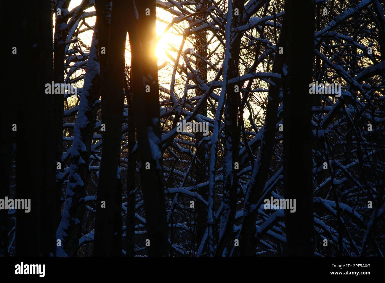 Vue sur le soleil se brisant à travers les arbres dans une forêt enneigée sombre Banque D'Images