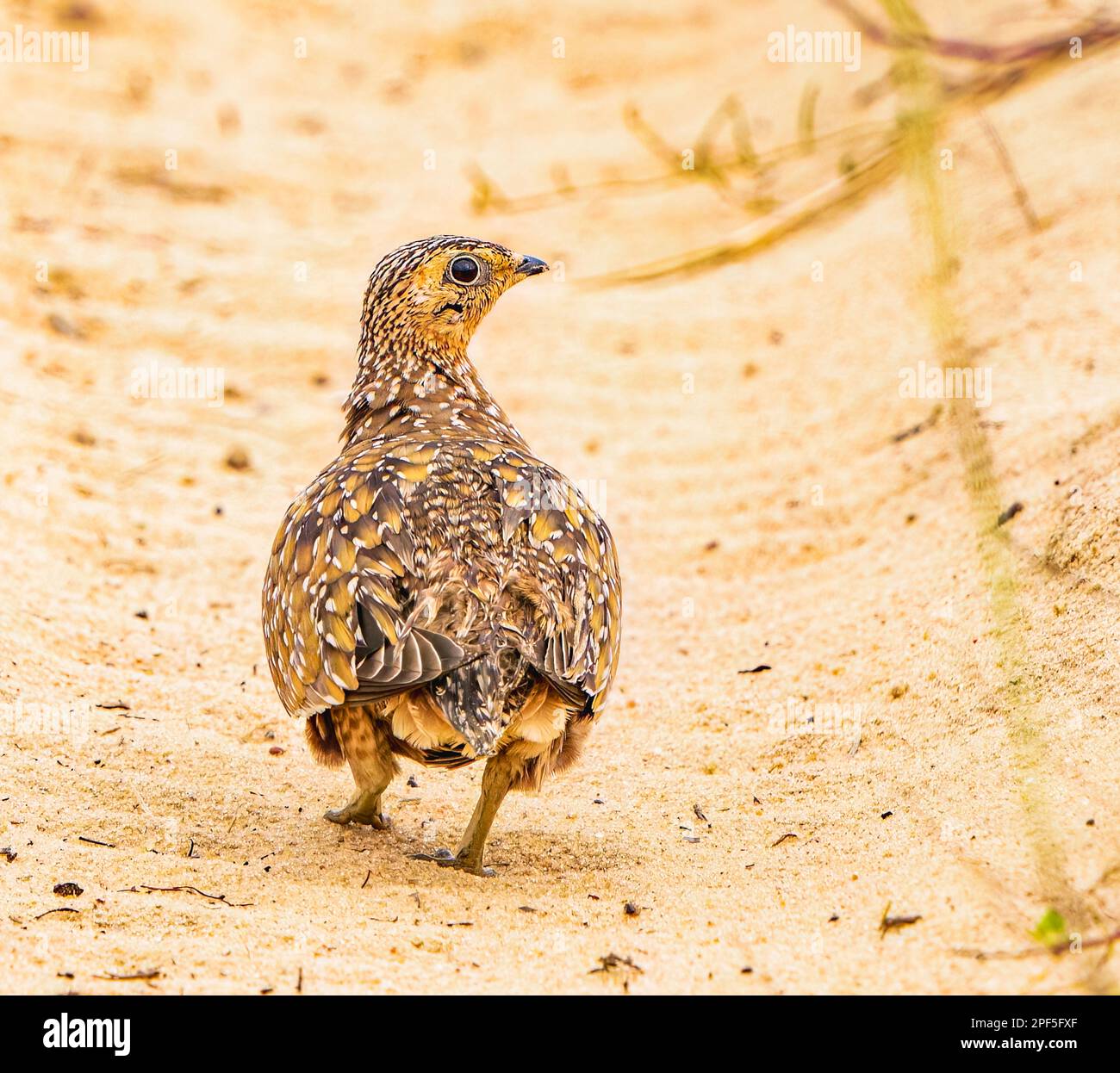 Sandgrouse de Burchell Banque D'Images