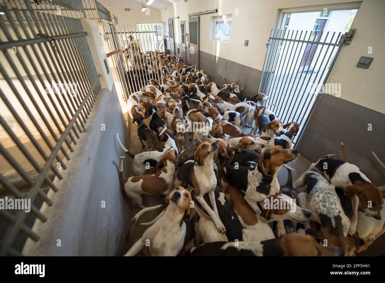 États-unis - 30 mai 2019:125 chiens d'attendre dans une zone de préparation avant l'alimentation du matin au Piémont Fox Hound Kennel. (Photo par Douglas Graham/WLP) Banque D'Images