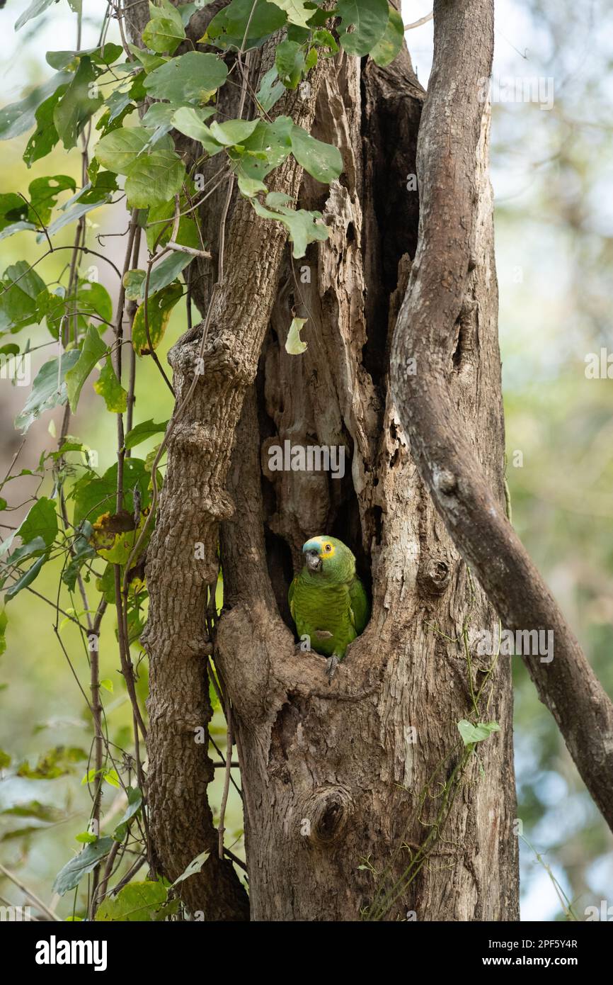 Un perroquet à fronton bleu (Amazona aestiva) à son emplacement de nid dans un creux d'arbre, Pantanal Nord, Brésil Banque D'Images
