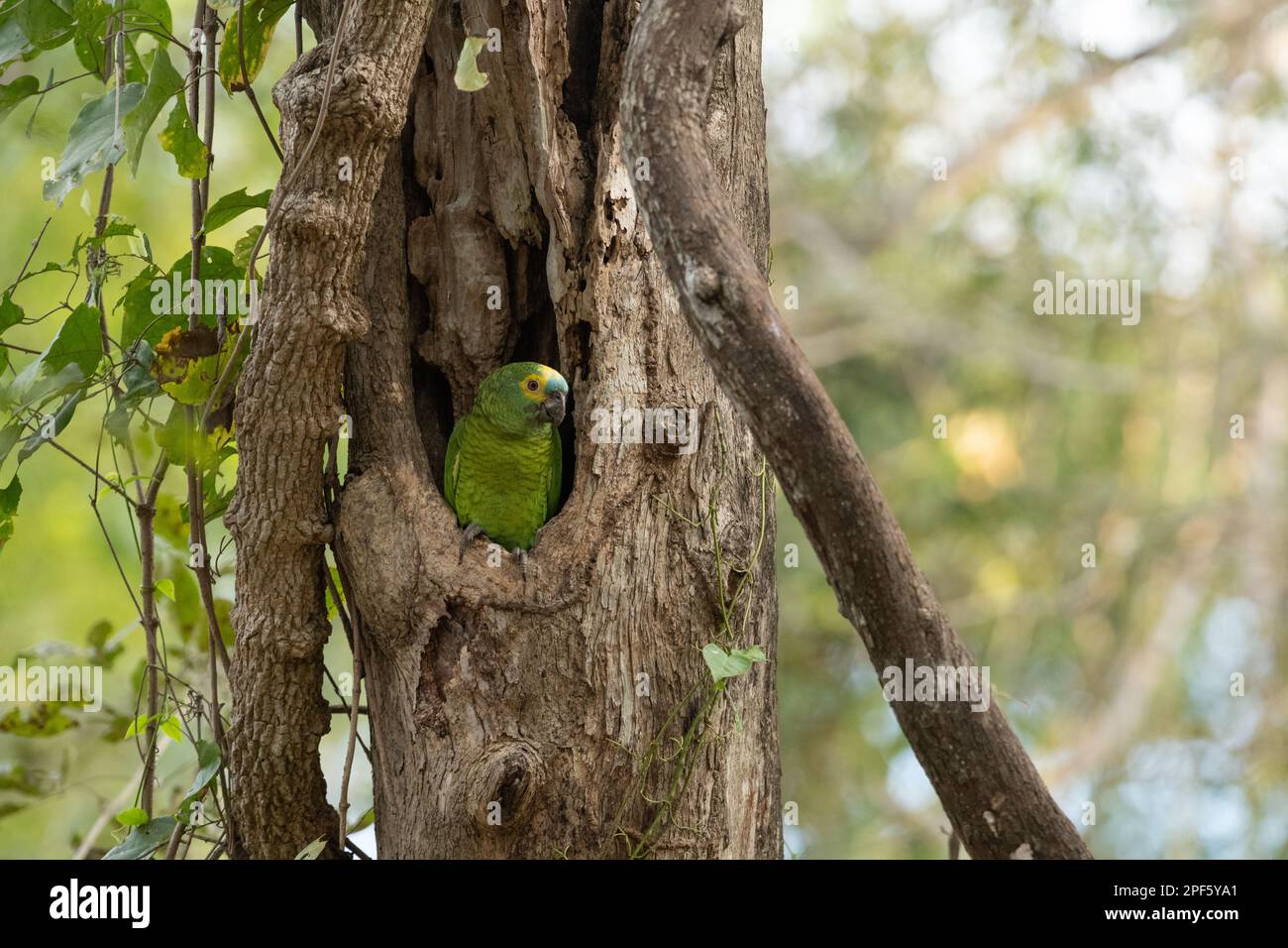Un perroquet à fronton bleu (Amazona aestiva) à son emplacement de nid dans un creux d'arbre, Pantanal Nord, Brésil Banque D'Images