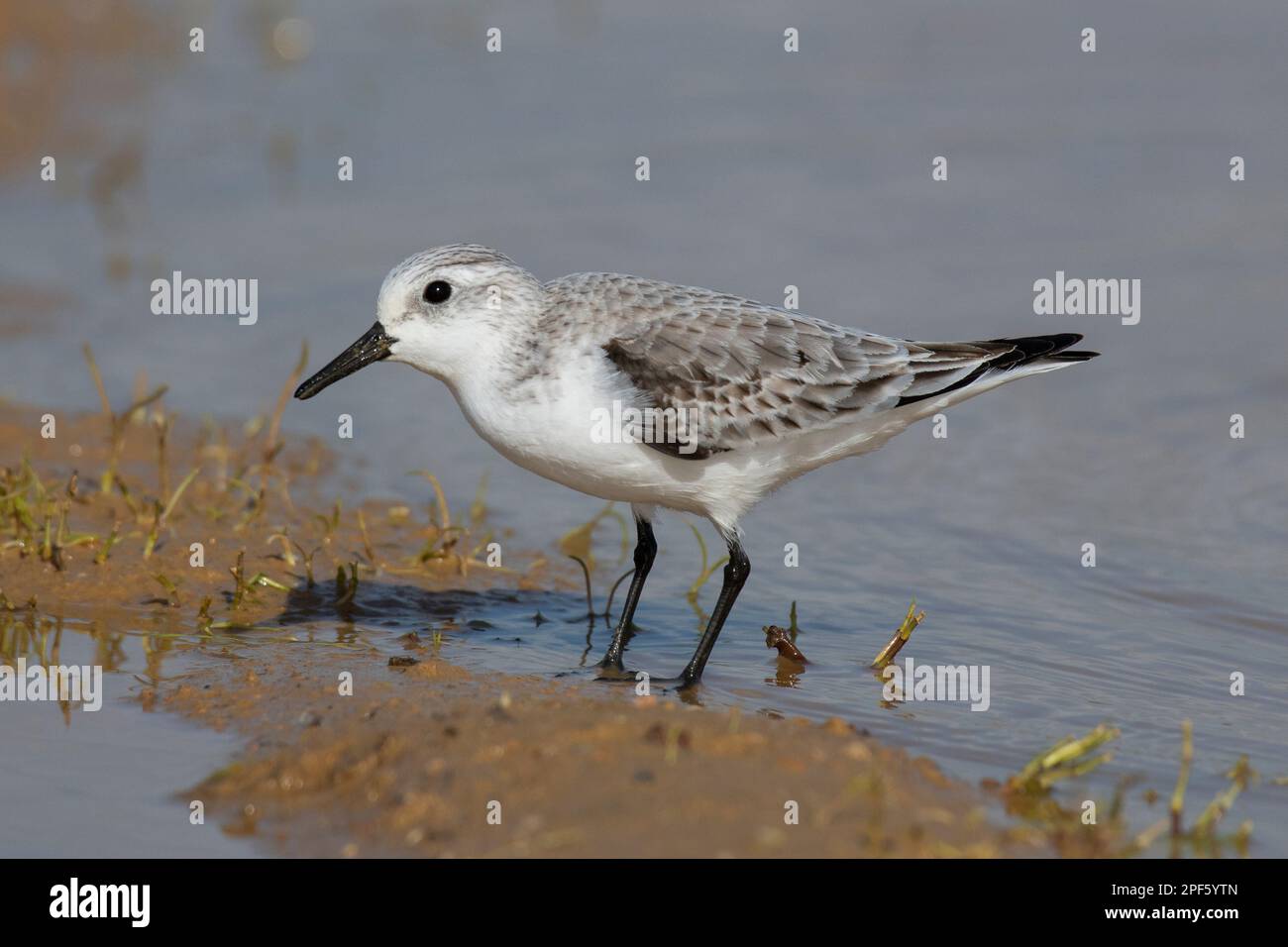 Sanderling (Calidris alba) se nourrissant sur une plage de sable. Banque D'Images