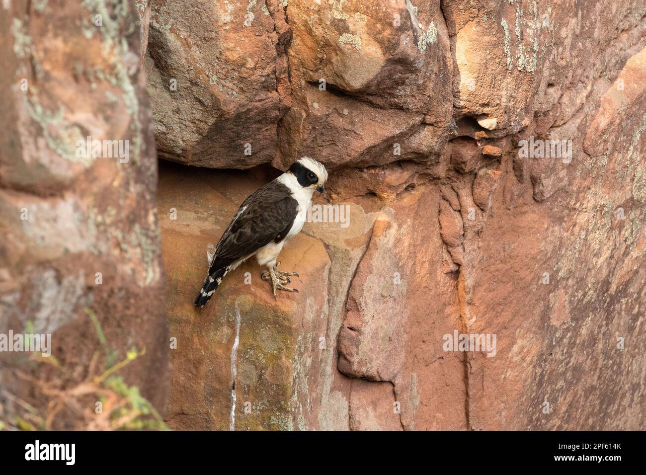 Un faucon riant (Herpetotheres cachinnans) à l'entrée de son site de nidification, à l'intérieur d'un étau sur un mur vertical de grès dans le centre du Brésil Banque D'Images