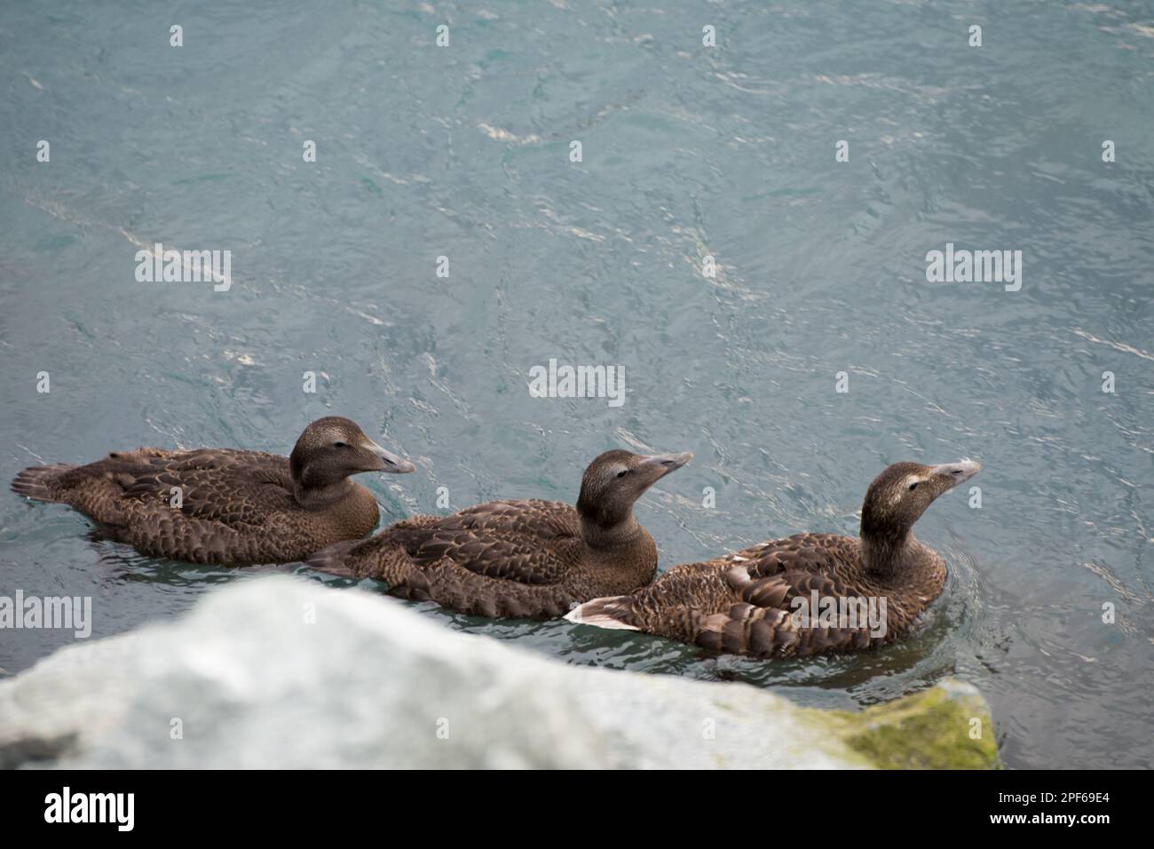 Trois canards semblables nageant d'affilée. Islande Banque D'Images