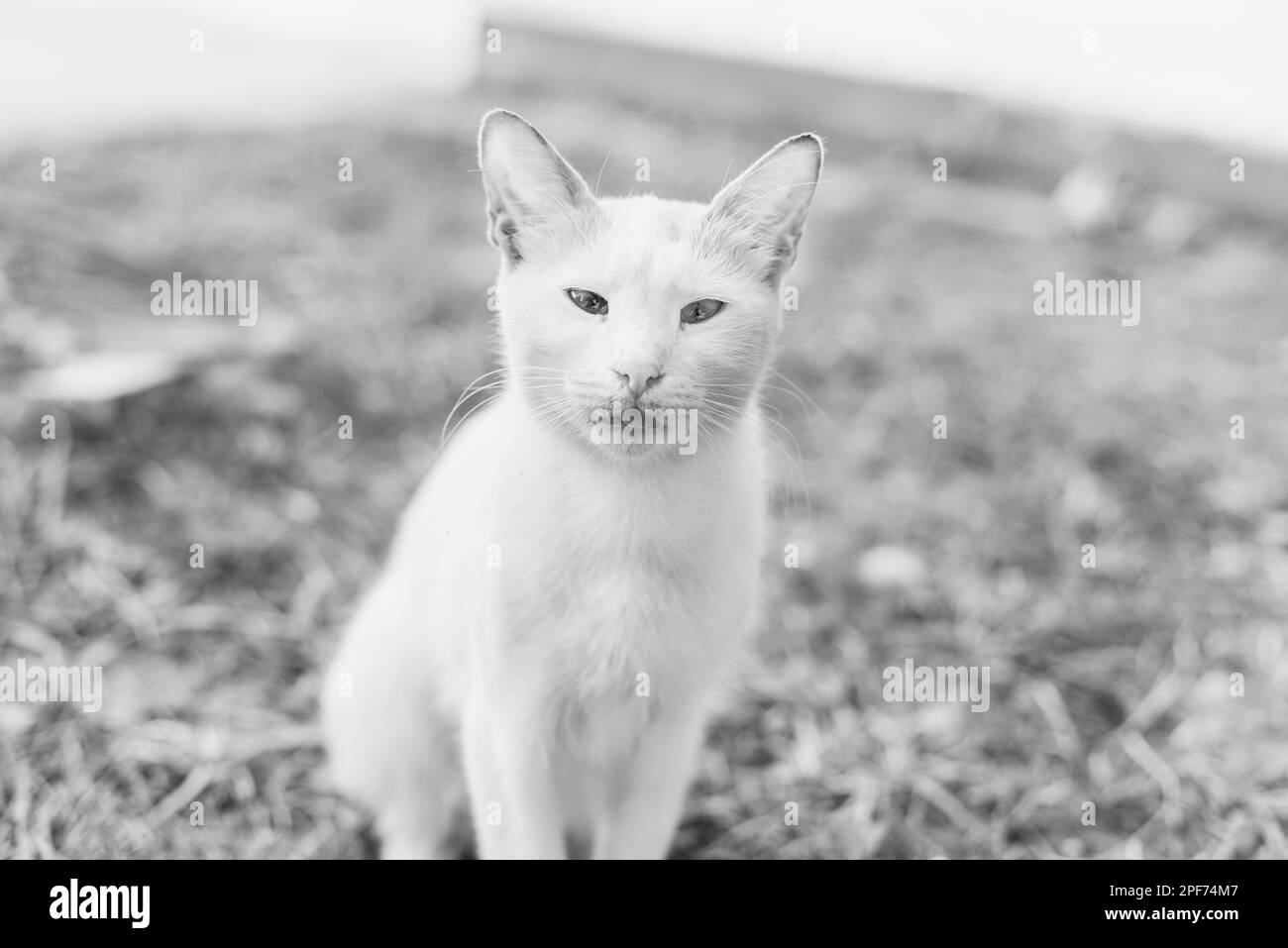 Blanc joli chat errant est assis sur le sol, photographie en extérieur Banque D'Images