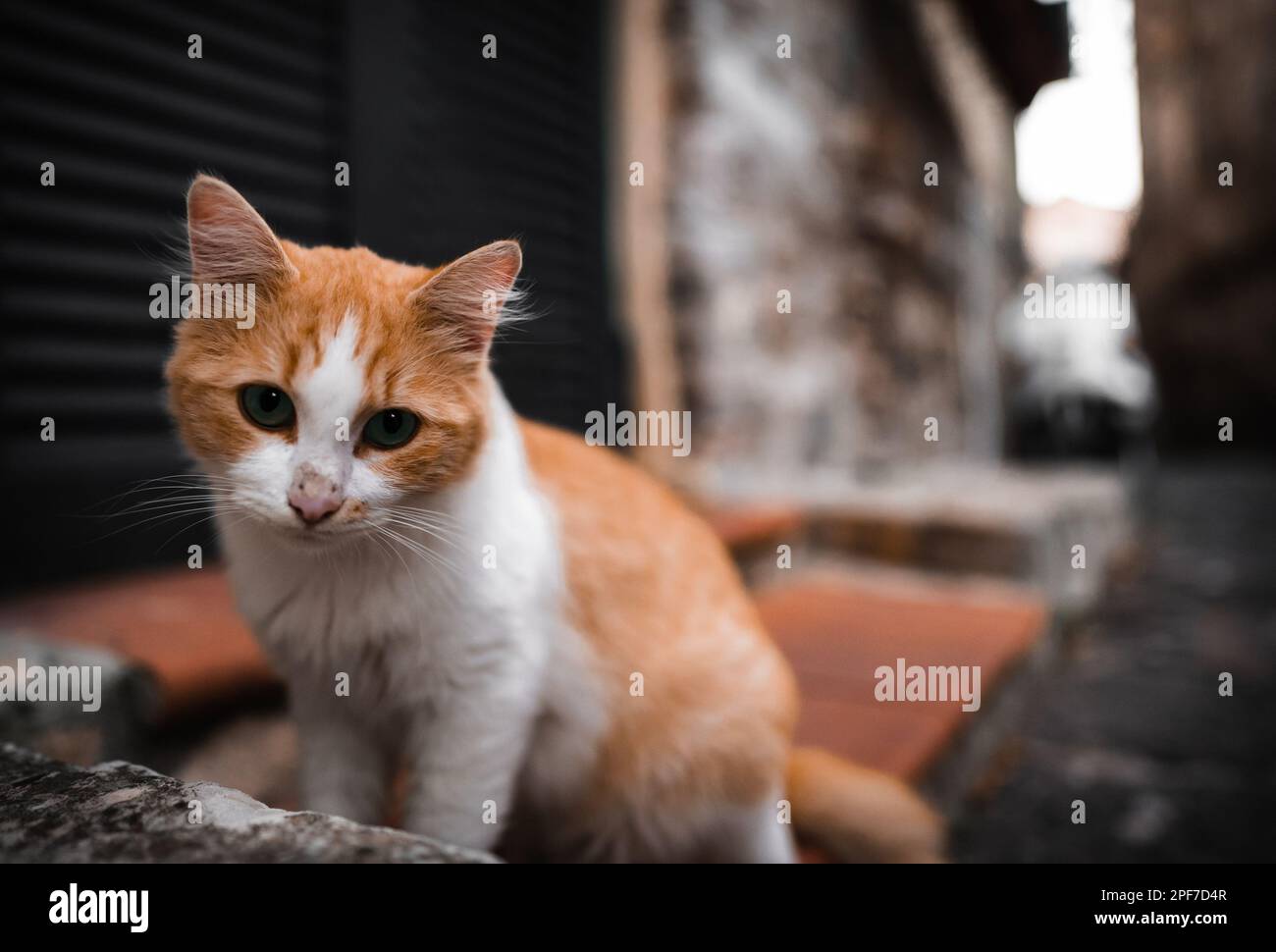 Chat solitaire sans domicile dans la rue. Banque D'Images