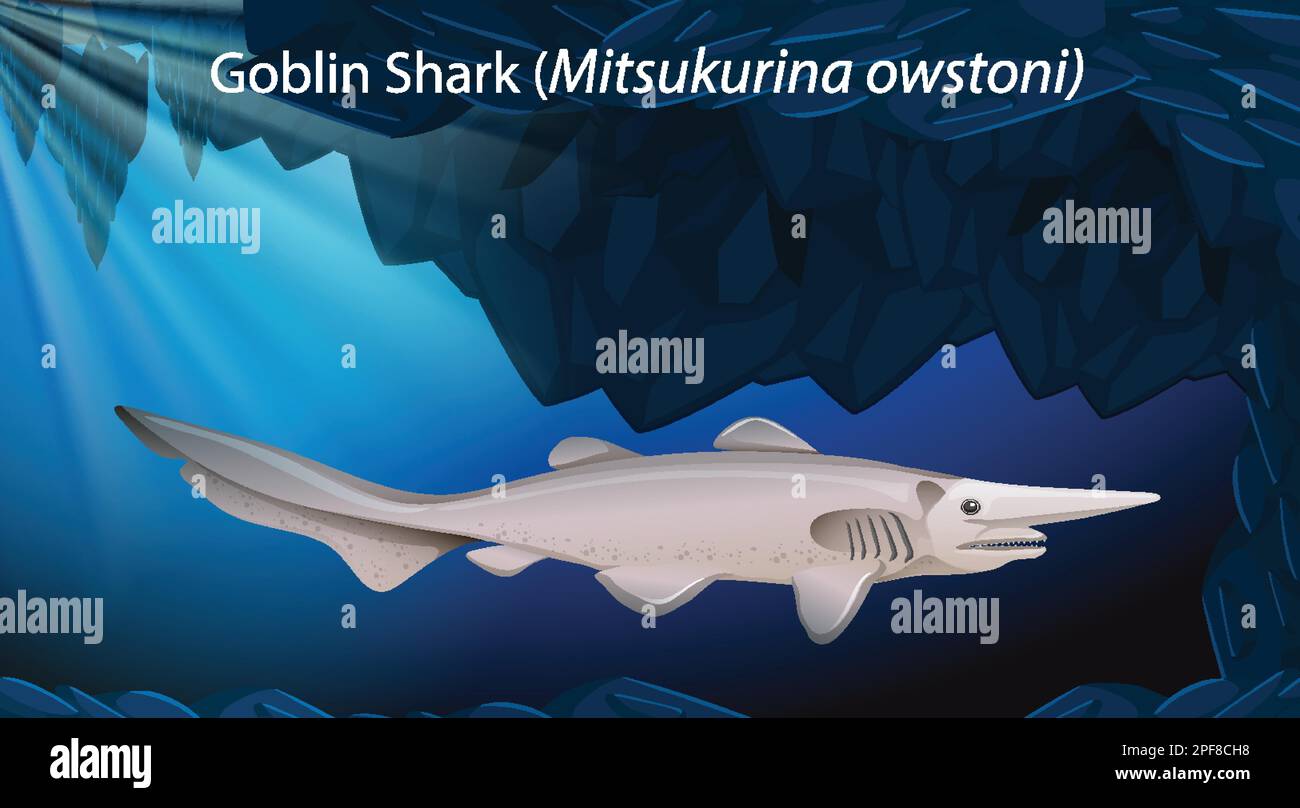 Illustration de la conception vectorielle du requin gobelin (Mitsukurina owstoni) Illustration de Vecteur