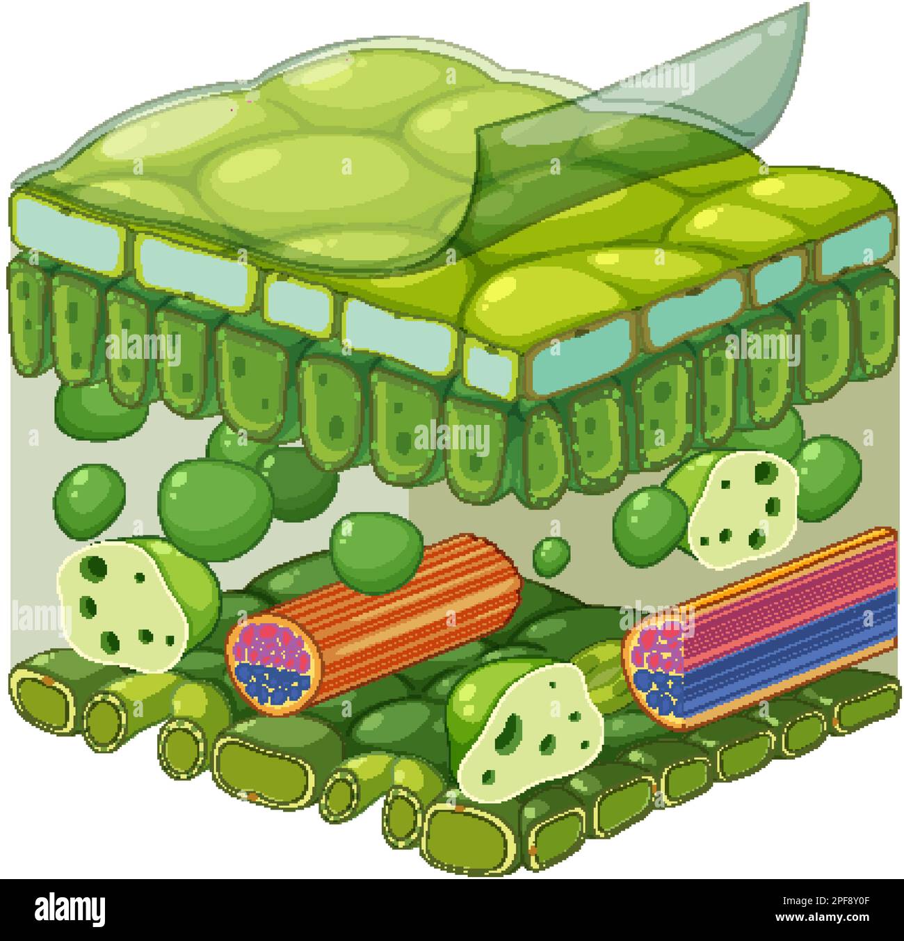 Structure interne de l'illustration du schéma de lames Illustration de Vecteur