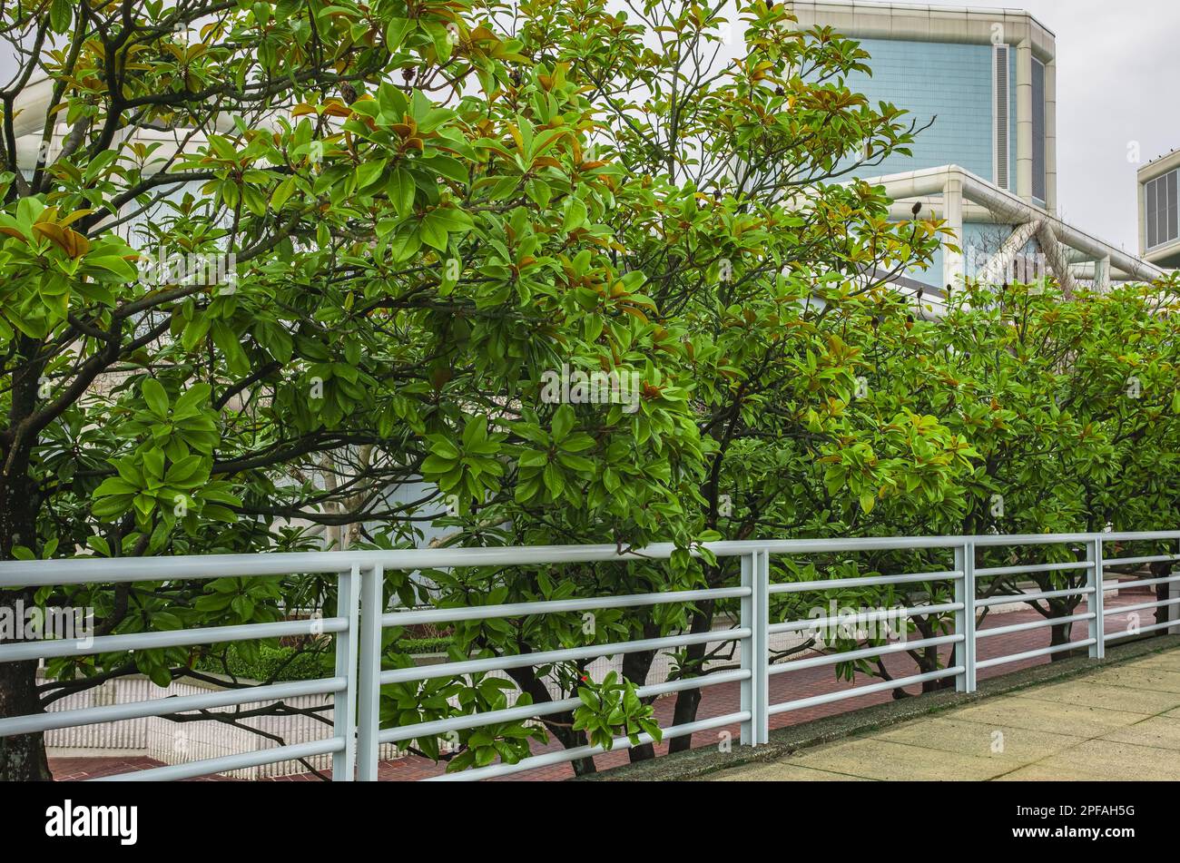 Rue vide à la belle et confortable fond de jardin dans une ville urbaine. Rue ou allée verte de la ville. Rue urbaine avec arbres verts. Personne, rue Banque D'Images