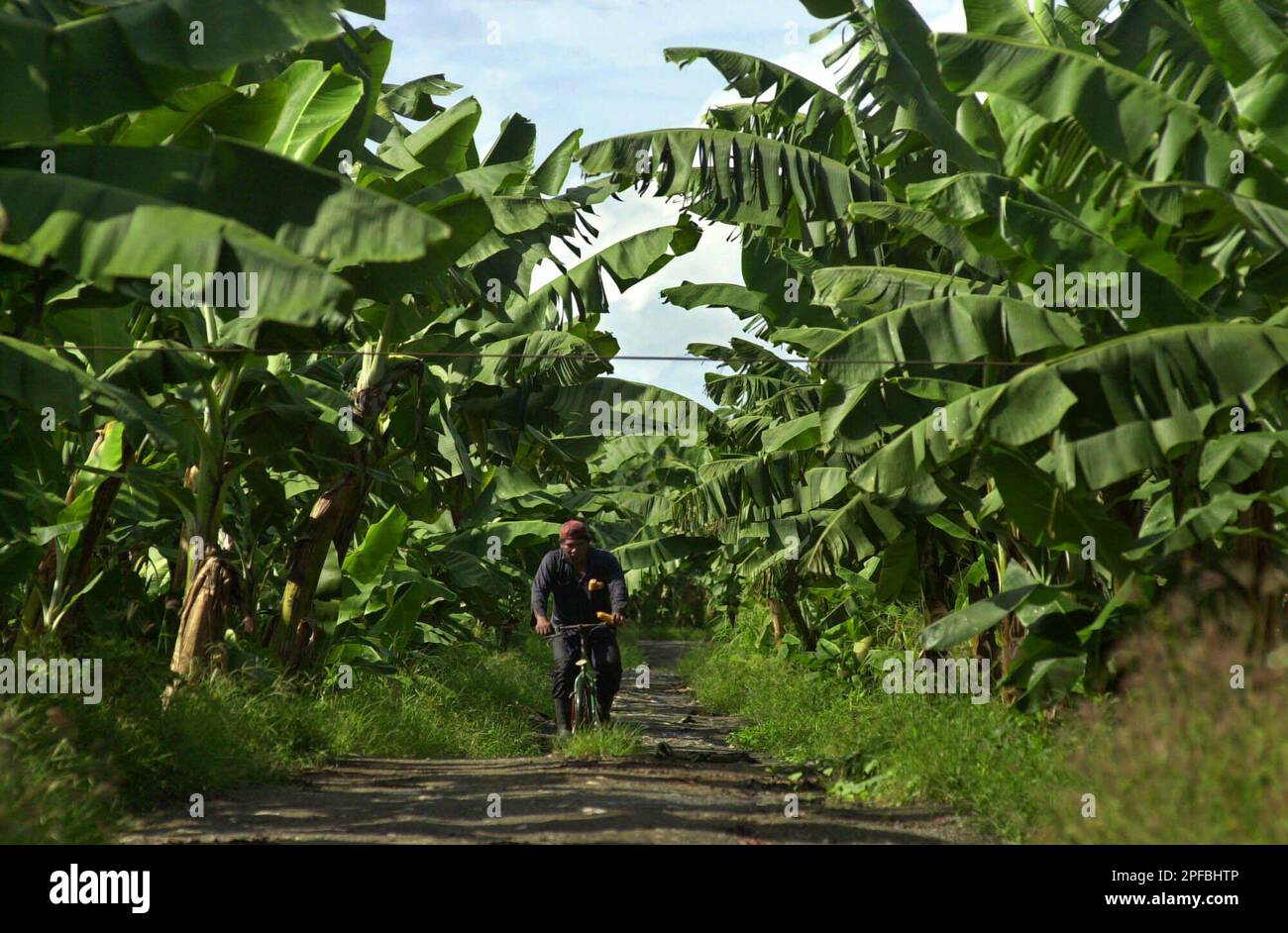A banana worker rides his bike through a banana plantation of Puerto Armuelles Fruit Co., a subsidiary of Chiquita Brands, during the ninth day of a banana workers strike, in Puerto Armuelles, 500 kilometers west of Panama City, Tuesday, Aug. 28, 2001. Workers of Puerto Armuelles Fruit Co., subsidiary of Chiquita Brands, went on strike 10 days ago, demanding higher wages and shorter workdays. The strike ended Wednesday, Aug. 29, 2001. (AP Photo/Tomas Munita) Banque D'Images