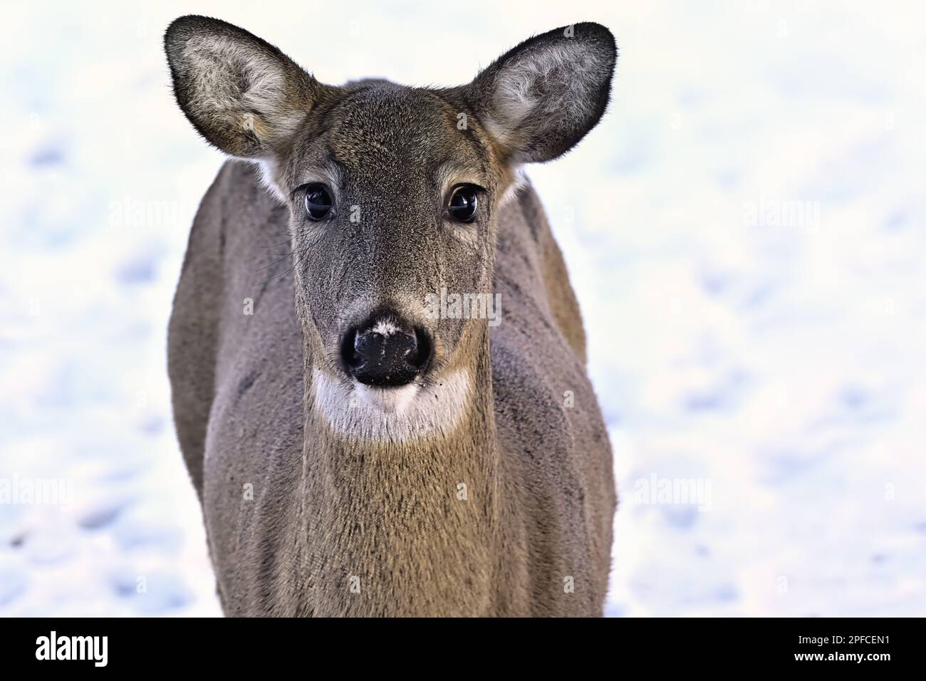 Un portrait d'une femelle de cerf de Virginie, Odocoileus virginianus, debout dans la neige fraîche de son habitat boisé dans les régions rurales du Canada de l'Alberta. Banque D'Images