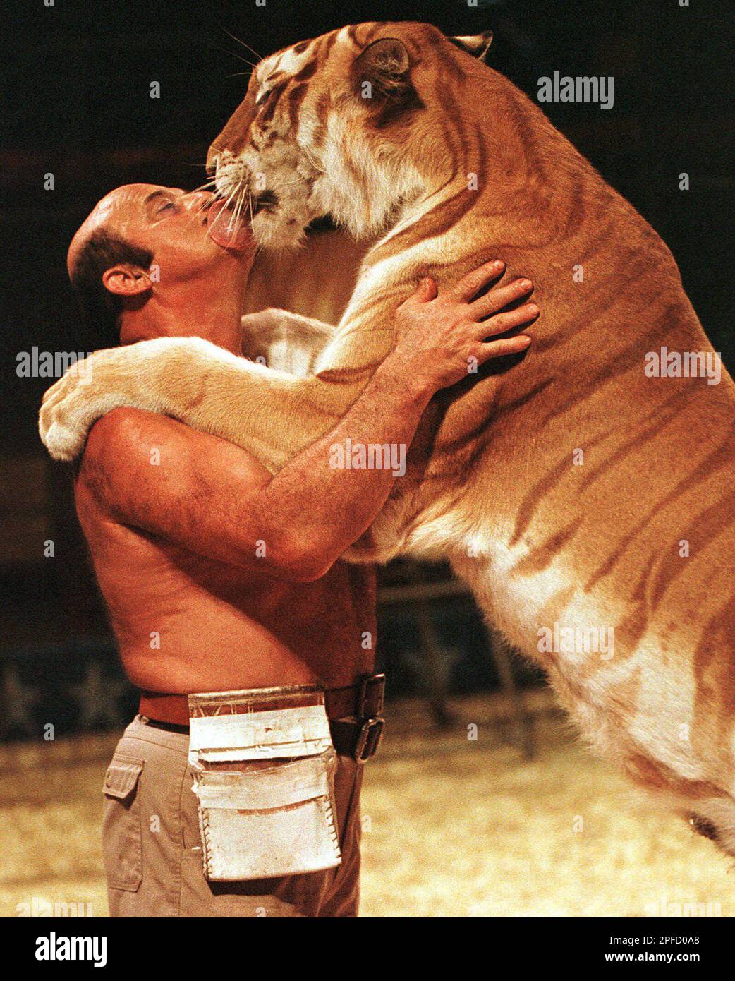 ADVANCE FOR SUNDAY, AUGUST 1--Tiger trainer, Dr. Josip Marcan, "The Amazing Marcan," gets "kissed" by one of his Bengal Tigers at the Clyde Beatty-Cole Bros. Circus, June 24, 1999 at the Barnstable County Fairgrounds in Falmouth, Mass. The big cats, all bred on Marcan's ranch near Panama City, Fla., range from the rare white tiger to the even rarer golden-furred tabby. (AP Photo/Matt York) Banque D'Images