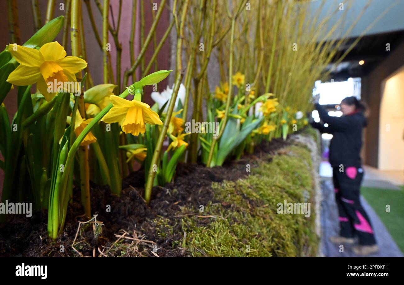 Seitenroda, Allemagne. 16th mars 2023. Un jardinier décore les fleurs printanières de la magie du printemps de Leuchtenburg à Leuchtenburg. Avec la magie printanière de 18 mars à 14 mai 2023, le Leuchtenburg commence dans la saison. Les jardiniers et les maîtres du château ont transformé le complexe du château médiéval en un paysage coloré. Credit: Martin Schutt/dpa/Alay Live News Banque D'Images