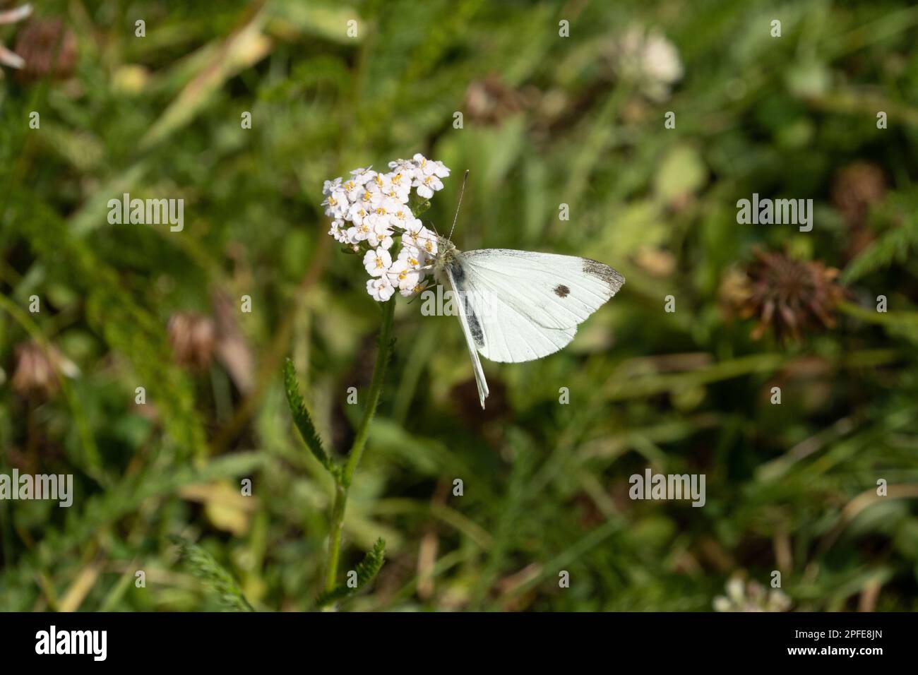 Petit papillon blanc sur fleur de yarrow. Il est généralement considéré comme un ravageur car il pond des œufs sur des plantes alimentaires comme le chou et le brocoli. Pieris rapae. Banque D'Images