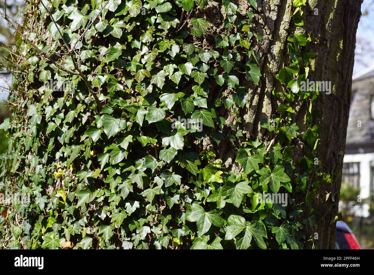 Gros plan de l'ivie (Hedera Helix), famille des Araliaceae, sur l'écorce d'un grand chêne aux pays-Bas en mars. Textures, motif, arrière-plan. Banque D'Images
