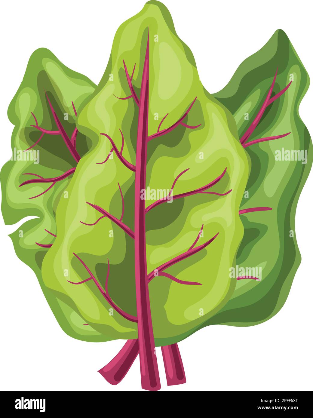 illustration vectorielle de dessin animé à feuilles fraîches de chard Illustration de Vecteur