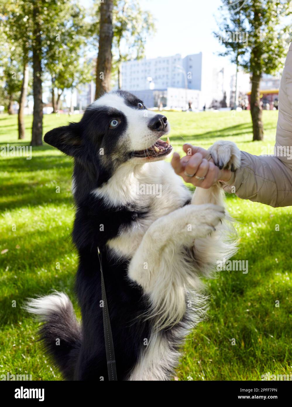 Le propriétaire joue avec un chien laika sibérien dans le parc d'automne. Amitié d'un chien et d'une femme Banque D'Images