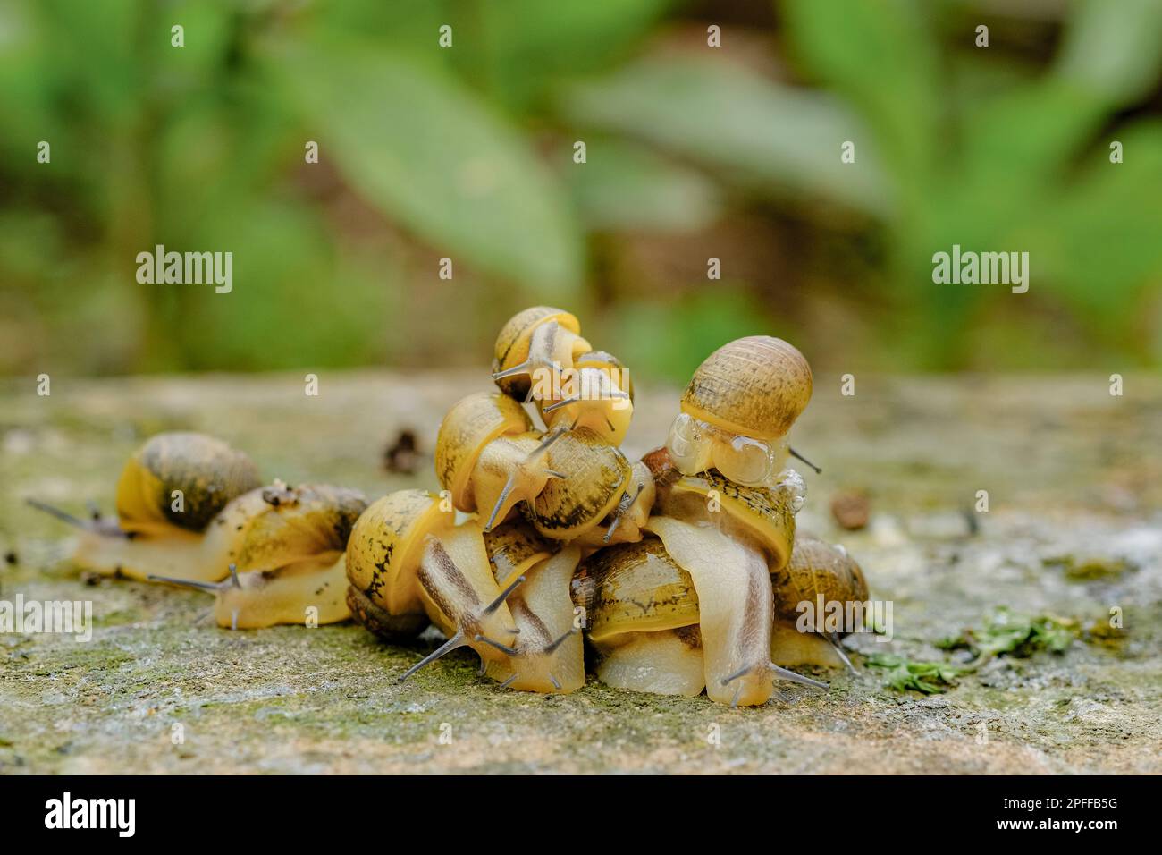 Colonie sauvage d'escargots minces rampant sur l'écosystème d'habitat rocheux, macro d'animal de printemps, nature 4K Banque D'Images