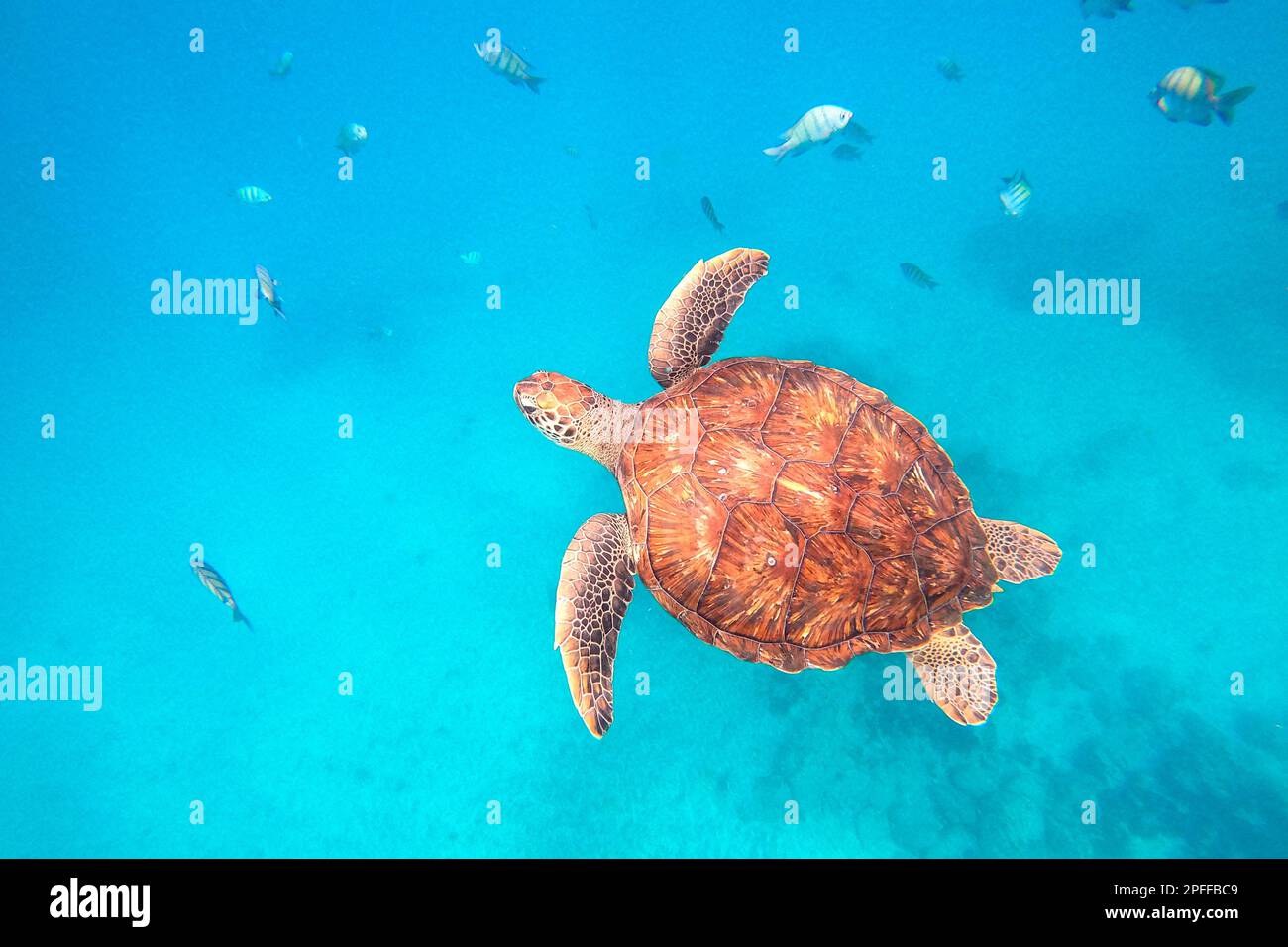 Tortue-Loggerhead nageant dans l'océan, Cabo Verde, Afrique Banque D'Images