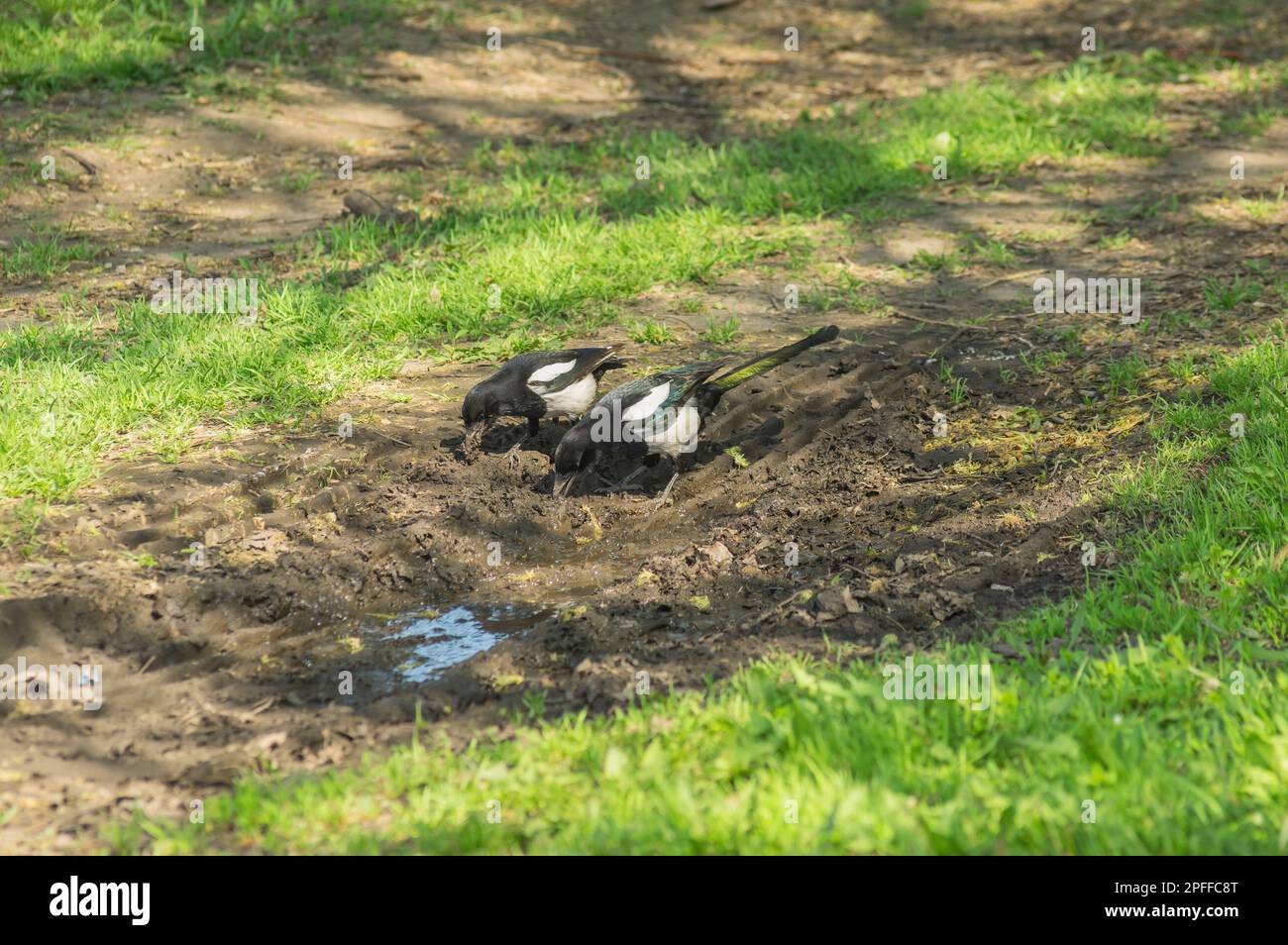 Famille de magpie eurasienne (Pica pica) oiseau travaillant la boue pour construire nid à la saison de printemps aerly en Ukraine Banque D'Images