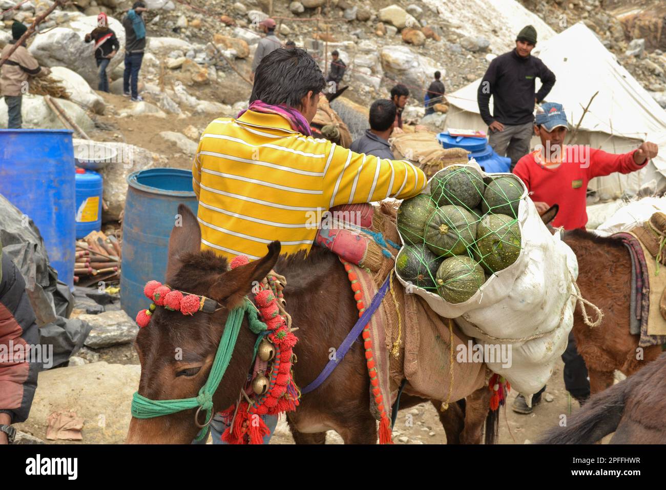 Légumes fournis par des chevaux et des mules à Kedarnath après la catastrophe. Des portions du sanctuaire himalayen d'Uttarakhand ont été endommagées lors d'inondations soudaines en 20 Banque D'Images