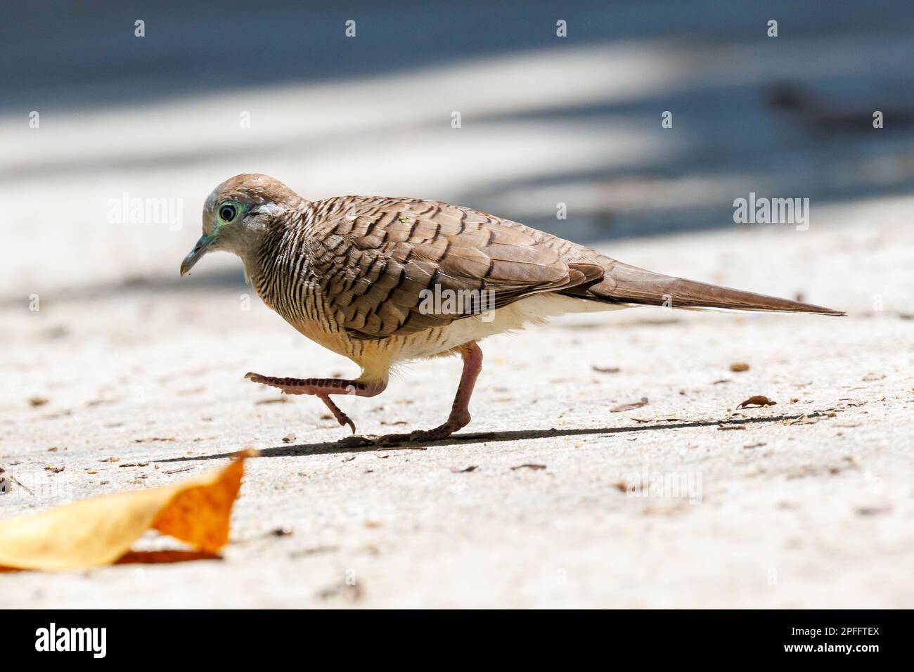 Zebra Dove (Geopelia striata) Singapour Banque D'Images