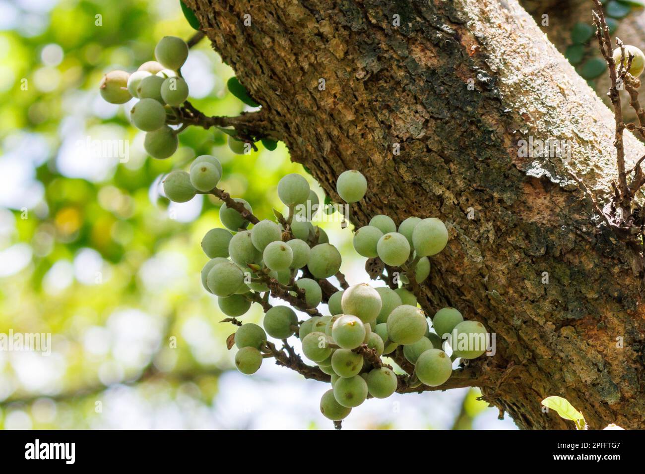 Fruit de l'arbre de figuier Sycamore (Ficus sycomorus) Singapour Banque D'Images