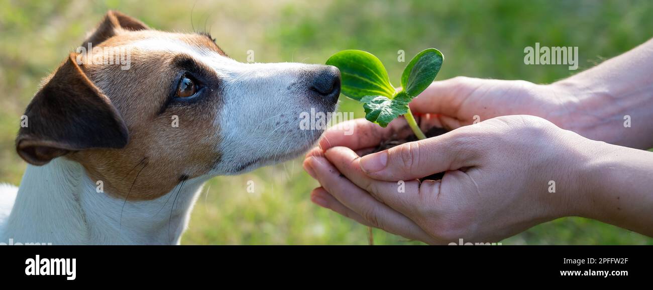Une femme tient un germe entre ses mains à côté du museau d'un chien Jack Russell à l'extérieur. Banque D'Images