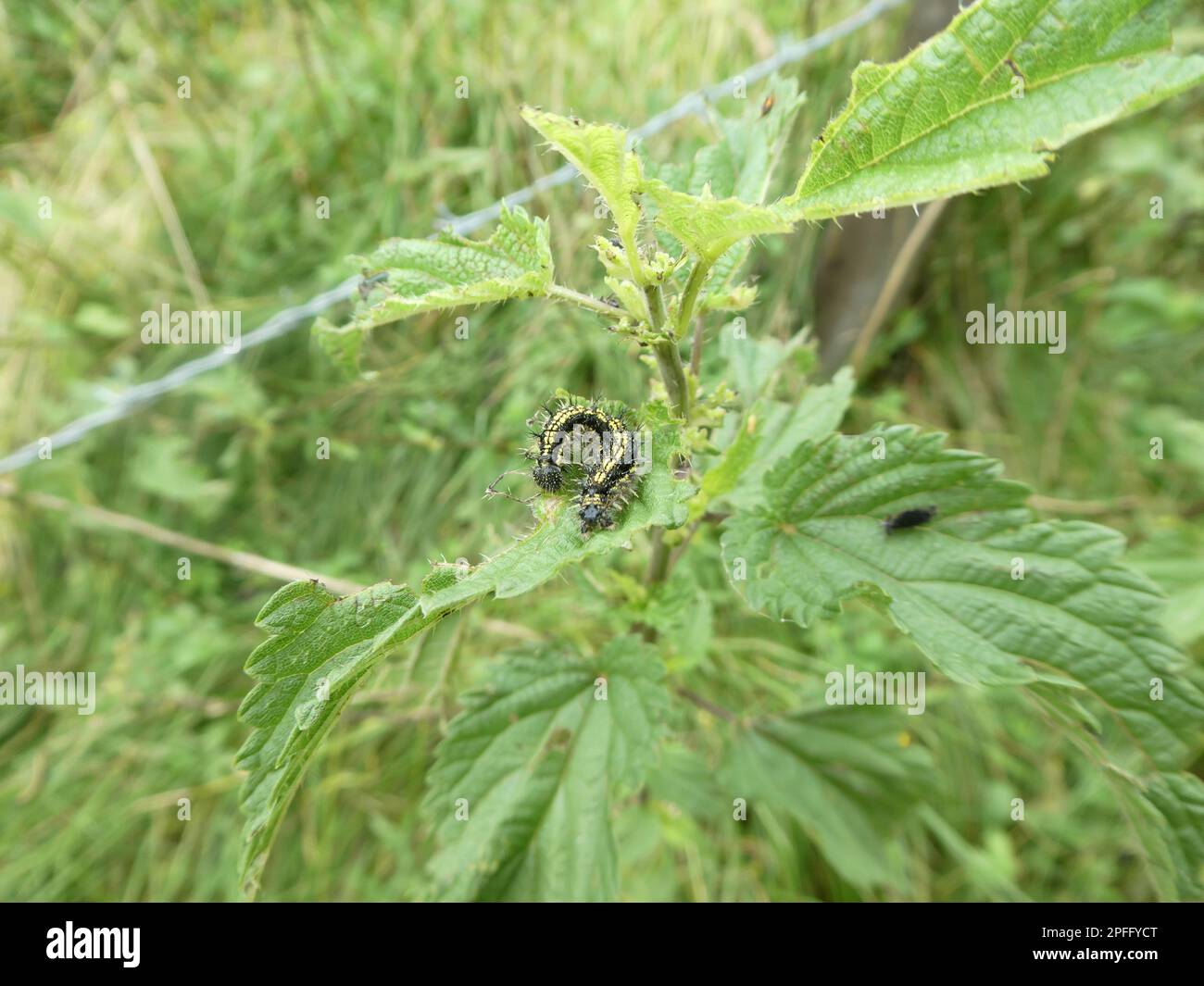 Chenille de petite écaille de tortue assise sur la plante verte Banque D'Images