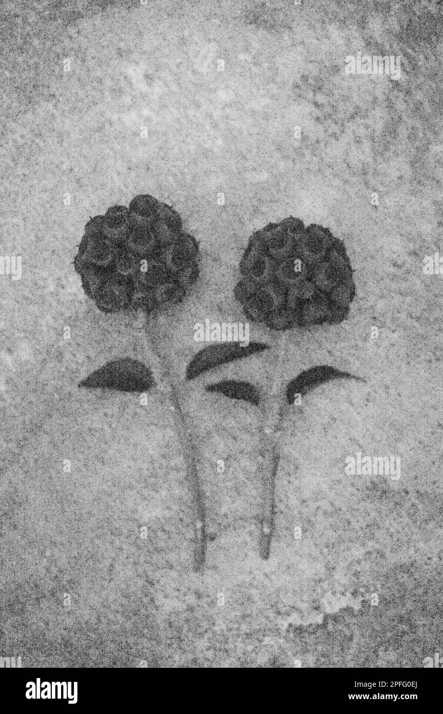 Doux et crayon comme image noire et blanche de deux tiges de baies d'Ivy sur le métal terni Banque D'Images