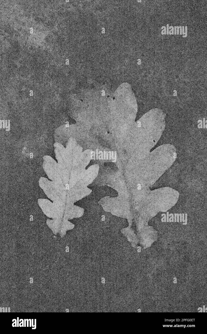 Spoft et crayon comme image noire et blanche des feuilles d'automne de chêne anglais Banque D'Images