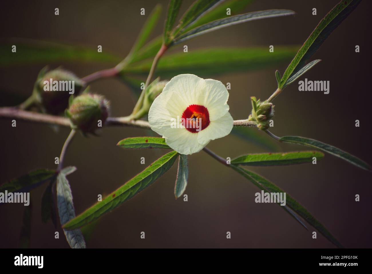 Une belle fleur de kénaf. Banque D'Images