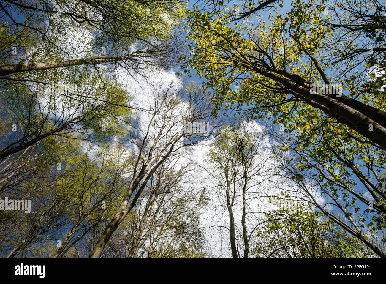Auvent d'arbre au printemps. Bois à feuilles caduques, Hampshire, Royaume-Uni. Banque D'Images