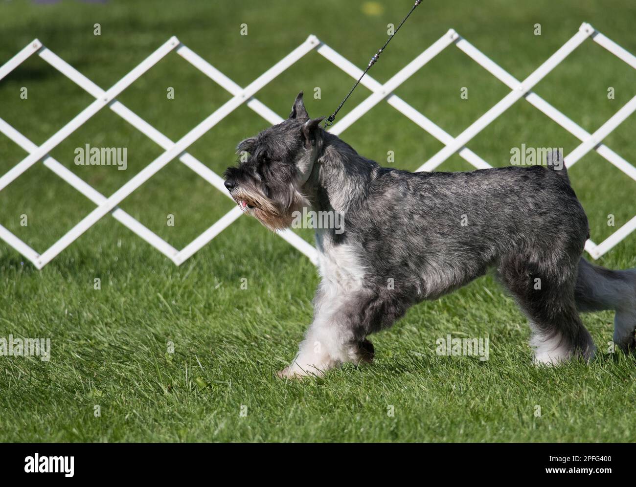 Schnauzer standard en profil marchant dans l'anneau d'exposition de chien Banque D'Images