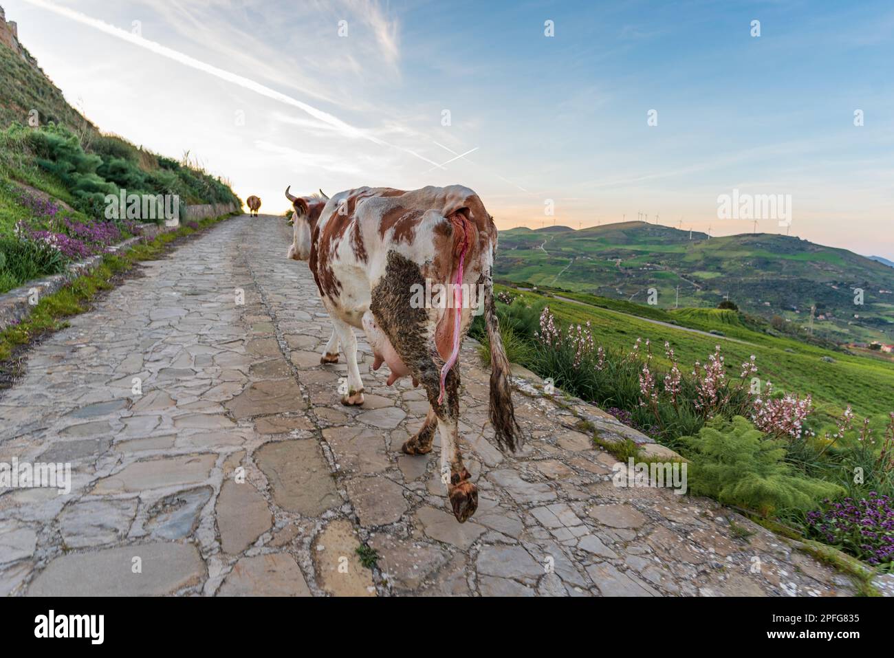 Vache qui a récemment vêlé avec cordon ombilical visible, Sicile Banque D'Images