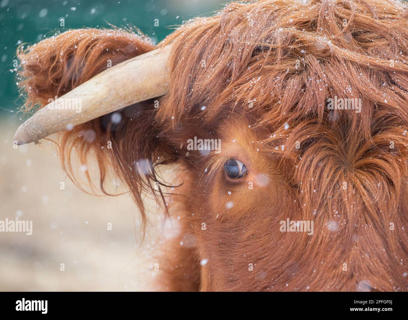 Ferme-ferme de vache des Highlands debout dans un champ enneigé en hiver au Canada Banque D'Images