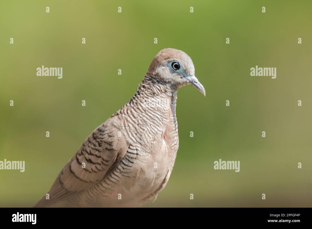 Zebra Dove dans la nature, Zebra Dove appartient au genre Geopelia striata.La fourrure à poil gris se trouve dans toute la Thaïlande. Banque D'Images