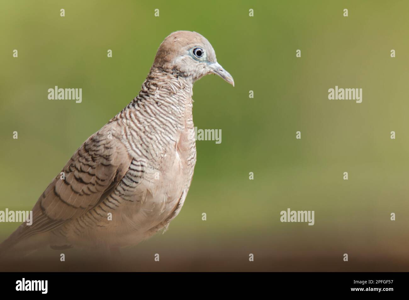 Zebra Dove dans la nature, Zebra Dove appartient au genre Geopelia striata.La fourrure à poil gris se trouve dans toute la Thaïlande. Banque D'Images