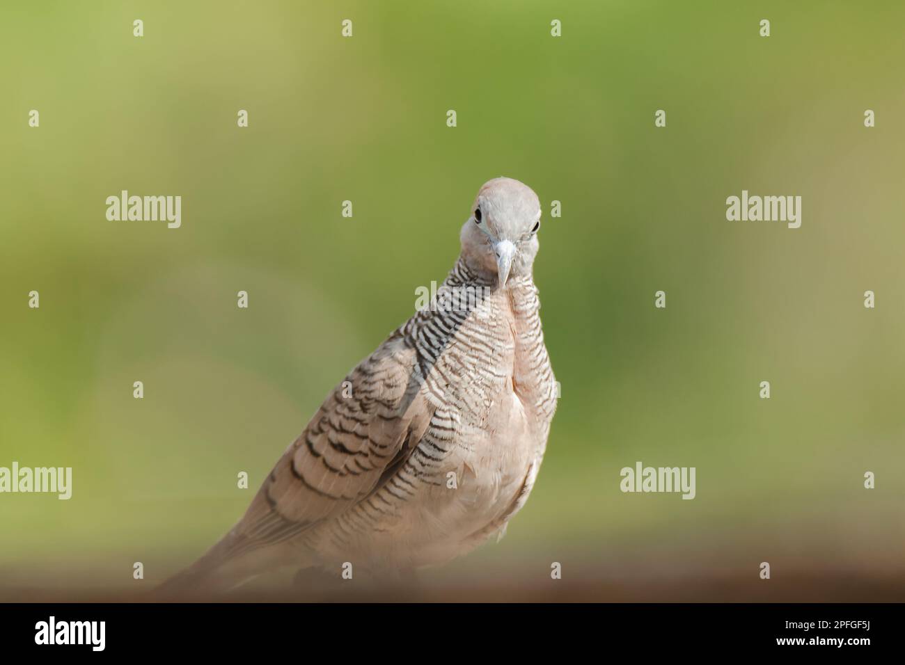 Zebra Dove dans la nature, Zebra Dove appartient au genre Geopelia striata.La fourrure à poil gris se trouve dans toute la Thaïlande. Banque D'Images